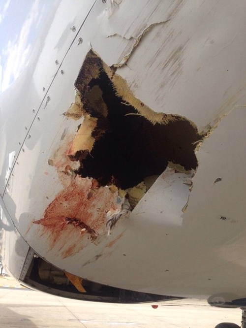 เครืองบินชนนก เครืองบินชนนก