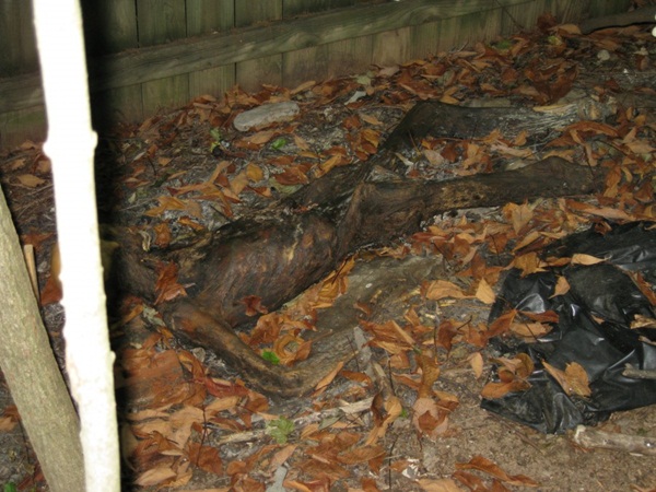 ฟาร์มศพ สถานที่สุดสยองที่ศพถูกทิ้งให้เน่าเปื่อยเพื่อ ฟาร์มศพ สถานที่สุดสยองที่ศพถูกทิ้งให้เน่าเปื่อยเพื่อ