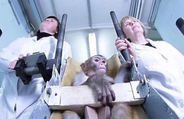 รัสเซียผุดแผนส่ง ลิง ไปอยู่บนดาวอังคารภายในปี 2017 รัสเซียผุดแผนส่ง ลิง ไปอยู่บนดาวอังคารภายในปี 2017