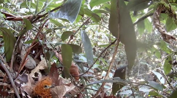 ทายซิ ตัวอะไร พรางตัวเป็นหนอนพิษได้เนียนขนาดนี้ ทายซิ ตัวอะไร พรางตัวเป็นหนอนพิษได้เนียนขนาดนี้