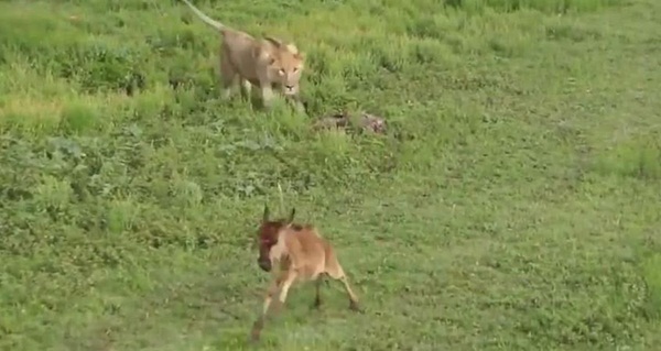 นักล่าก็มีหัวใจ คลิปสิงโตปกป้องลูกวัวกำพร้า จากการโจมตีของสิงโตตัวอื่น นักล่าก็มีหัวใจ คลิปสิงโตปกป้องลูกวัวกำพร้า จากการโจมตีของสิงโตตัวอื่น