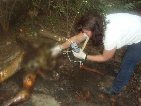 ฟาร์มศพ สถานที่สุดสยองที่ศพถูกทิ้งให้เน่าเปื่อยเพื่อ ฟาร์มศพ สถานที่สุดสยองที่ศพถูกทิ้งให้เน่าเปื่อยเพื่อ