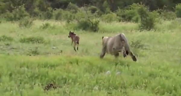 นักล่าก็มีหัวใจ คลิปสิงโตปกป้องลูกวัวกำพร้า จากการโจมตีของสิงโตตัวอื่น นักล่าก็มีหัวใจ คลิปสิงโตปกป้องลูกวัวกำพร้า จากการโจมตีของสิงโตตัวอื่น