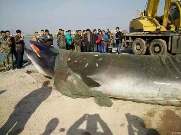 ตะลึง พบซากวาฬหนักเกือบ 4 ตันเกยตื้น คาดติดมากับอวนชาวประมง ตะลึง พบซากวาฬหนักเกือบ 4 ตันเกยตื้น คาดติดมากับอวนชาวประมง