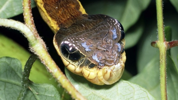 หนอนแก้วหัวงู หนอนแก้วหัวงู