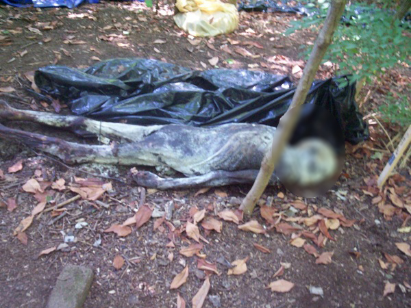 ฟาร์มศพ สถานที่สุดสยองที่ศพถูกทิ้งให้เน่าเปื่อยเพื่อ ฟาร์มศพ สถานที่สุดสยองที่ศพถูกทิ้งให้เน่าเปื่อยเพื่อ