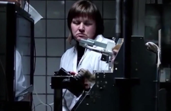 รัสเซียผุดแผนส่ง ลิง ไปอยู่บนดาวอังคารภายในปี 2017 รัสเซียผุดแผนส่ง ลิง ไปอยู่บนดาวอังคารภายในปี 2017