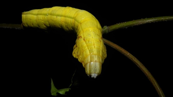 หนอนแก้วหัวงู หนอนแก้วหัวงู