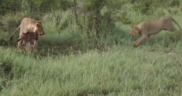 นักล่าก็มีหัวใจ คลิปสิงโตปกป้องลูกวัวกำพร้า จากการโจมตีของสิงโตตัวอื่น นักล่าก็มีหัวใจ คลิปสิงโตปกป้องลูกวัวกำพร้า จากการโจมตีของสิงโตตัวอื่น