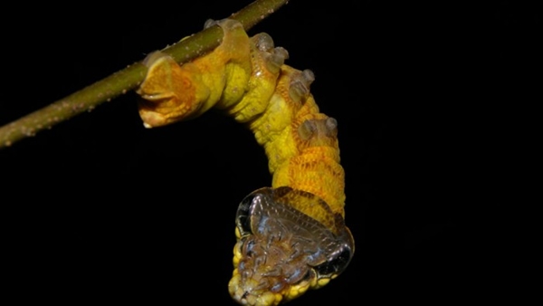 หนอนแก้วหัวงู หนอนแก้วหัวงู