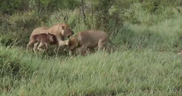 นักล่าก็มีหัวใจ คลิปสิงโตปกป้องลูกวัวกำพร้า จากการโจมตีของสิงโตตัวอื่น นักล่าก็มีหัวใจ คลิปสิงโตปกป้องลูกวัวกำพร้า จากการโจมตีของสิงโตตัวอื่น