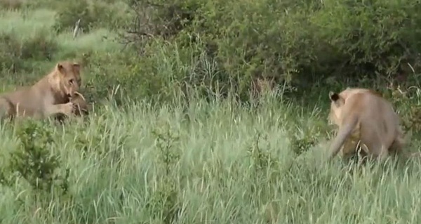 นักล่าก็มีหัวใจ คลิปสิงโตปกป้องลูกวัวกำพร้า จากการโจมตีของสิงโตตัวอื่น นักล่าก็มีหัวใจ คลิปสิงโตปกป้องลูกวัวกำพร้า จากการโจมตีของสิงโตตัวอื่น