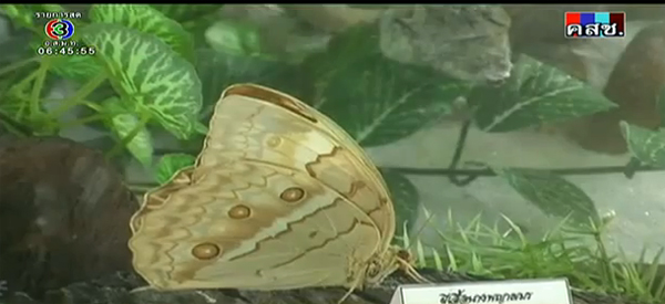 พบผีเสื้อนางพญาเขมร พันธุ์หายาก ที่จันทบุรี พบผีเสื้อนางพญาเขมร พันธุ์หายาก ที่จันทบุรี