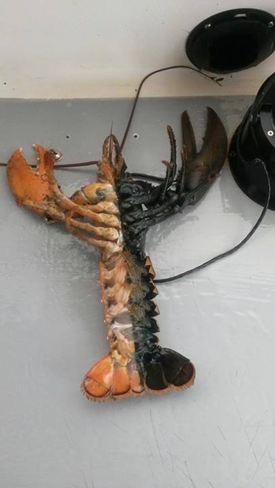 กุ้งประหลาด กุ้งสีดำส้ม ผ่าครึ่งซีก กุ้งประหลาด กุ้งสีดำส้ม ผ่าครึ่งซีก