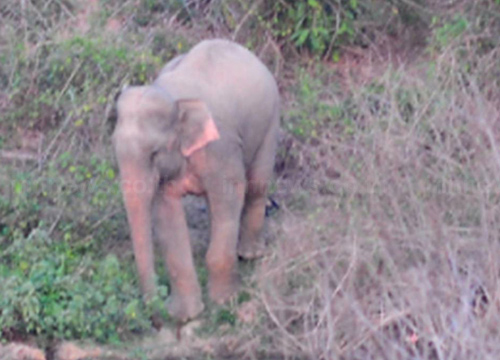 ช้างเผือก ป่าแก่งกระจาน ช้างเผือก ป่าแก่งกระจาน