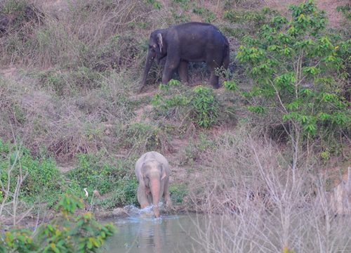 ช้างเผือก ป่าแก่งกระจาน ช้างเผือก ป่าแก่งกระจาน