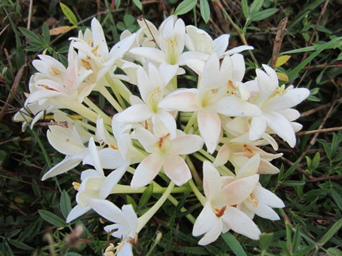 21 ตุลาคม วันพยาบาลแห่งชาติ 21 ตุลาคม วันพยาบาลแห่งชาติ