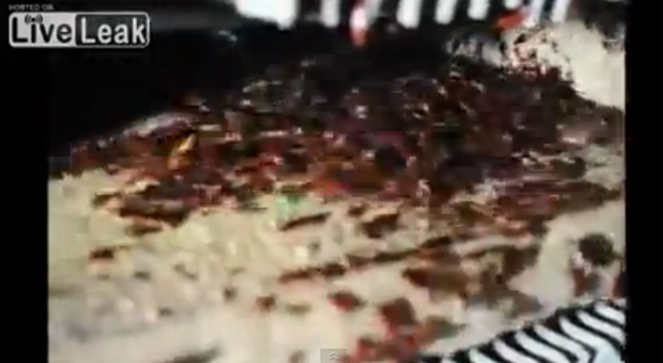 เมนูแมลงสาบ สัตว์สุดยี้แต่เป็นยาชั้นดีของคนจีน เมนูแมลงสาบ สัตว์สุดยี้แต่เป็นยาชั้นดีของคนจีน