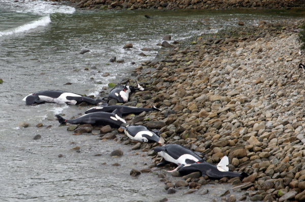 นิวซีแลนด์พบวาฬเพชฌฆาต 9 ตัว เกยตื้นตายบนชายหาด นิวซีแลนด์พบวาฬเพชฌฆาต 9 ตัว เกยตื้นตายบนชายหาด