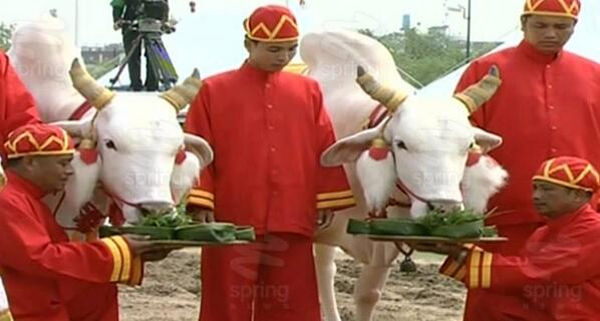 พระราชพิธีพืชมงคล จรดพระนังคัลแรกนาขวัญ 2557 พระราชพิธีพืชมงคล จรดพระนังคัลแรกนาขวัญ 2557