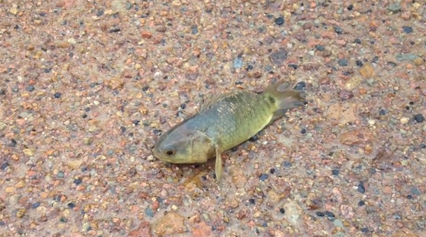 ปลาเดินได้ อพยพจากน้ำมาอยู่บนบกนาน 6 วัน ไม่ตาย ปลาเดินได้ อพยพจากน้ำมาอยู่บนบกนาน 6 วัน ไม่ตาย