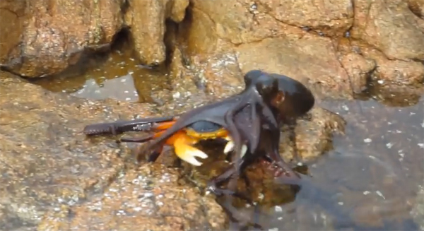 คลิปเจ้าหมึกต่อสู้กับปู คลิปเจ้าหมึกต่อสู้กับปู