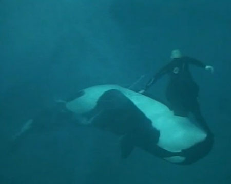 เผยคลิประทึก! วาฬเพชฌฆาตลากครูฝึกในน้ำเกือบตาย