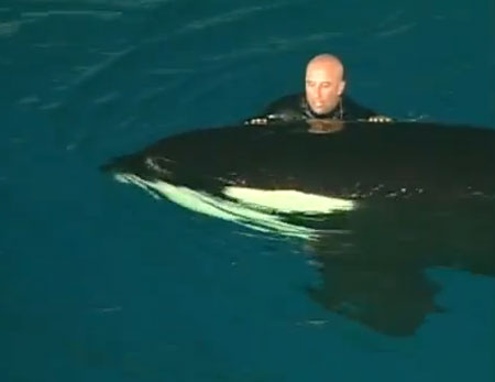 เผยคลิประทึก! วาฬเพชฌฆาตลากครูฝึกในน้ำเกือบตาย