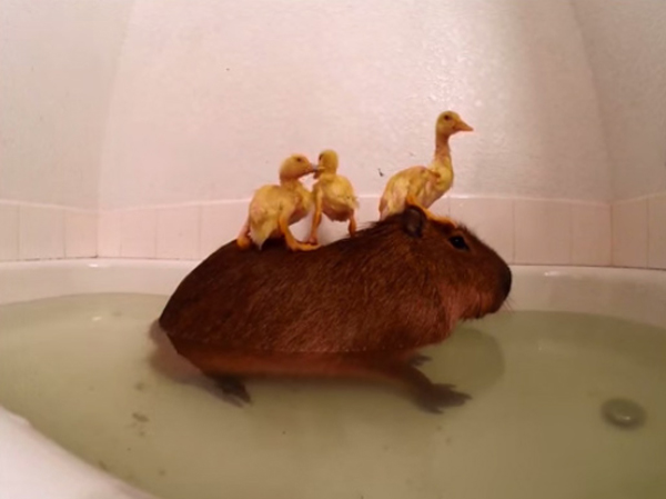 น่ารักมากมาย แก๊งเป็ดซนใช้หลังคาปิบาราเป็นแท่นโดดน้ำ น่ารักมากมาย แก๊งเป็ดซนใช้หลังคาปิบาราเป็นแท่นโดดน้ำ