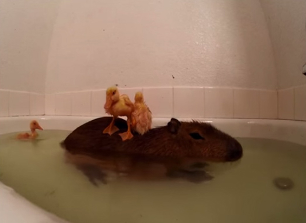 น่ารักมากมาย แก๊งเป็ดซนใช้หลังคาปิบาราเป็นแท่นโดดน้ำ น่ารักมากมาย แก๊งเป็ดซนใช้หลังคาปิบาราเป็นแท่นโดดน้ำ