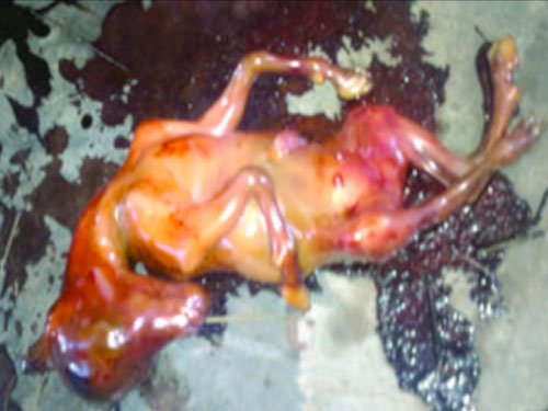 อึ้ง! ไนจีเรียพบสาวประหลาด คลอดลูกเป็นม้า