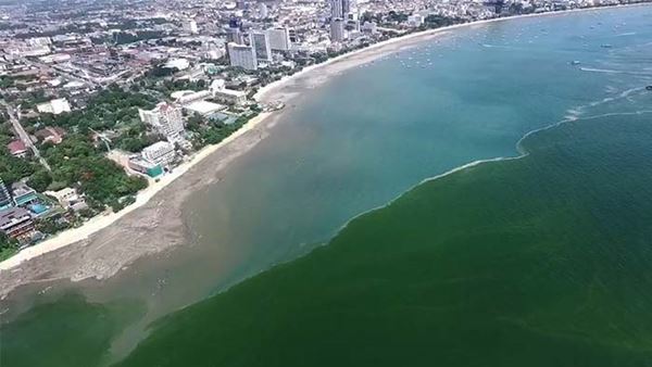 แพลงก์ตอนบลูม แพลงก์ตอนบลูม