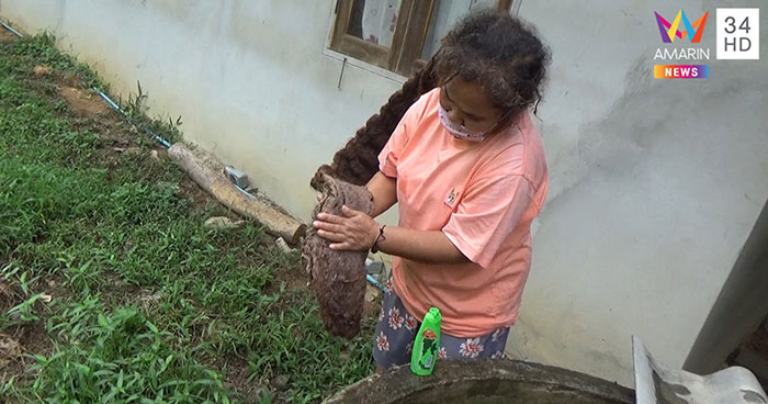 ผมผีช่อ ผมผีช่อ