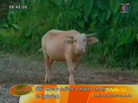 ควายเผือกบุญมา ควายเผือกบุญมา