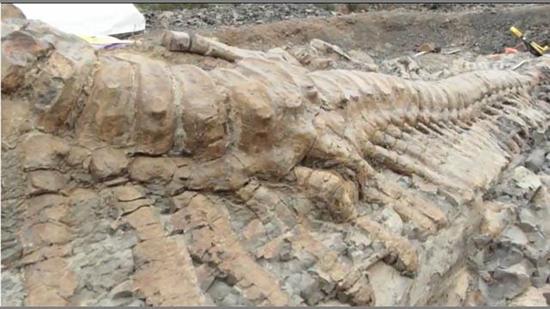 ฟอสซิลไดโนเสาร์ ฟอสซิลไดโนเสาร์