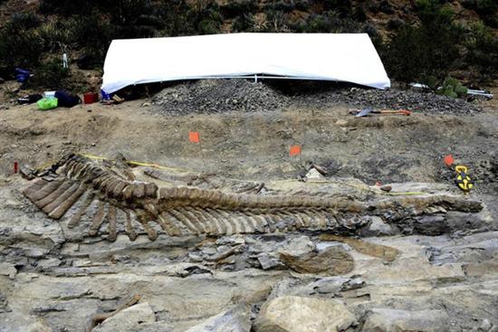 ฟอสซิลไดโนเสาร์ ฟอสซิลไดโนเสาร์