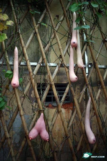 บวบหัวนม บวบหัวนม