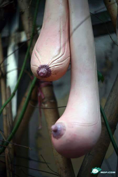 บวบหัวนม บวบหัวนม