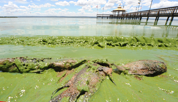 ทะเลสาบเขียวขุ่น ทะเลสาบเขียวขุ่น