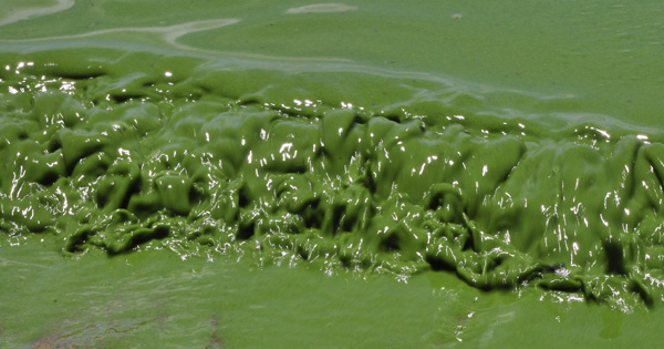 ทะเลสาบเขียวขุ่น ทะเลสาบเขียวขุ่น