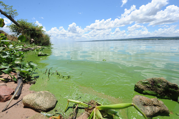 ทะเลสาบเขียวขุ่น ทะเลสาบเขียวขุ่น