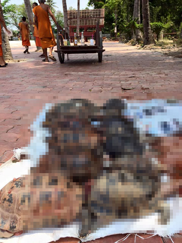 ทำบุญปล่อยเต่า ทำบุญปล่อยเต่า