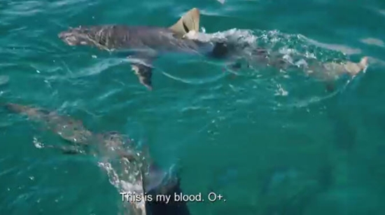 เมื่อนำเลือดมนุษย์ไปสาดล่อฉลาม เมื่อนำเลือดมนุษย์ไปสาดล่อฉลาม