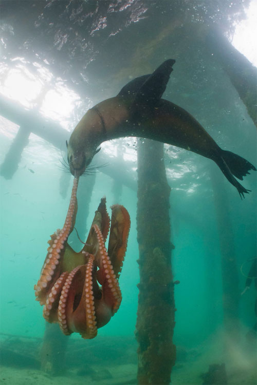 เผยภาพนาทีระทึก แมวน้ำสู้ปลาหมึกยักษ์ที่ออสเตรเลีย เผยภาพนาทีระทึก แมวน้ำสู้ปลาหมึกยักษ์ที่ออสเตรเลีย