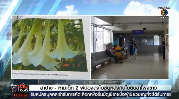 ดอกลำโพงขาว ดอกลำโพงขาว