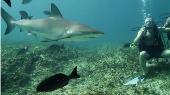 เมื่อนำเลือดมนุษย์ไปสาดล่อฉลาม เมื่อนำเลือดมนุษย์ไปสาดล่อฉลาม