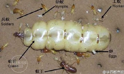 อภิมหาราชินีปลวก อภิมหาราชินีปลวก