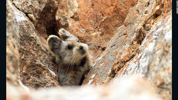 อิลิปิก้า Ili Pika อิลิปิก้า Ili Pika