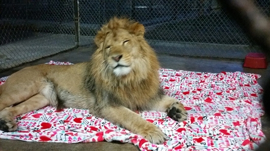 สิงโตขี้เล่น สิงโตขี้เล่น