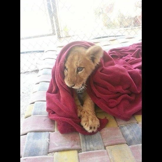 สิงโตขี้เล่น สิงโตขี้เล่น